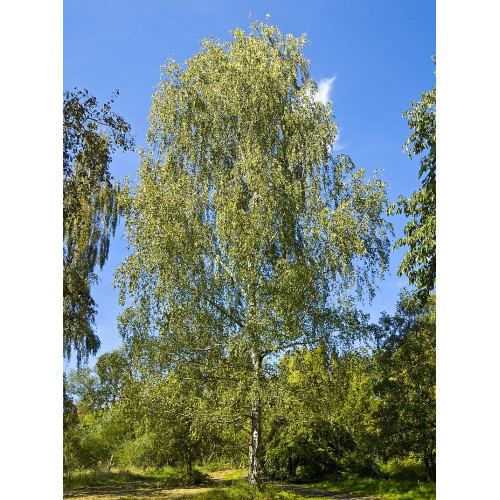 Береза